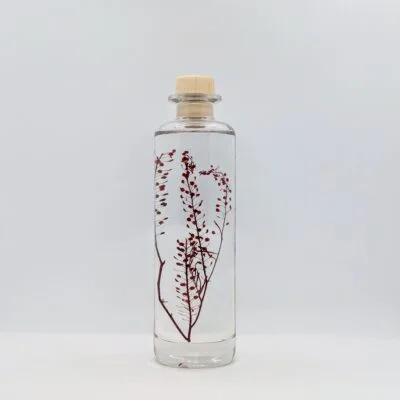 Plante immergée Lepidium rouge - flacon 21cm - L’Herbarium de Théophile Berthon