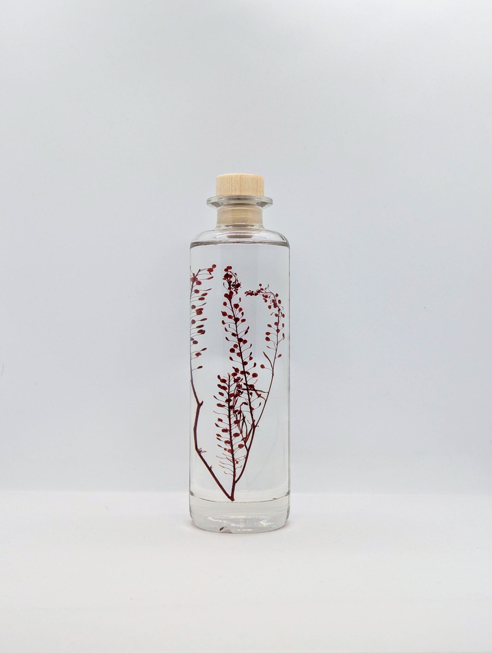 Plante immergée Lepidium rouge - flacon 21cm - L’Herbarium de Théophile Berthon
