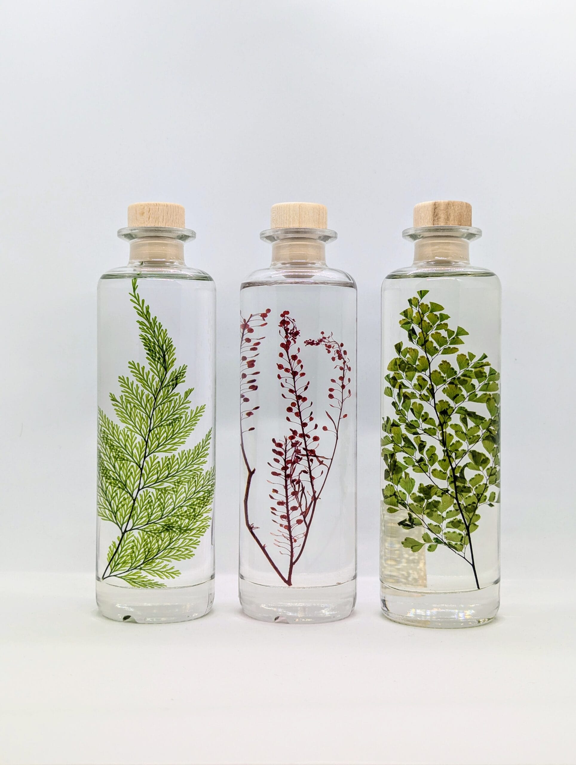 Plante immergée Lepidium rouge - flacon 21cm - L’Herbarium de Théophile Berthon – Image 6