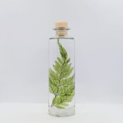 Plante immergée Fougère Tabalia verte (21 cm) - L’Herbarium de Théophile Berthon