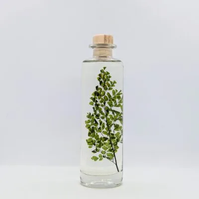 Plante immergée Fougère Luthi verte (21 cm) - L’Herbarium de Théophile Berthon