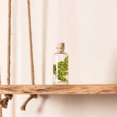 Flacon apothicaire Théophile Berthon abritant une fougère luthi verte de 12cm.