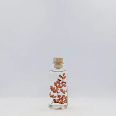 Plante immergée Fougère Luthi terracotta (12 cm) - L’Herbarium de Théophile Berthon