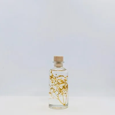 Plante immergée Gypsophile Safran (12 cm) - L’Herbarium de Théophile Berthon