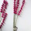 Lupin en feutre cerise