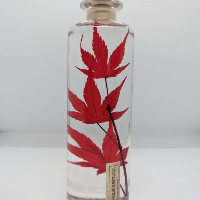 Plante immergée Érable rouge (21cm) - L’Herbarium de Théophile Berthon