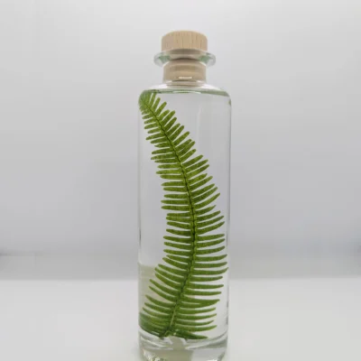 Plante immergée Fougère des montagnes vertes (21 cm) - L’Herbarium de Théophile Berthon