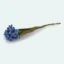 Bleuet de Gry & Sif