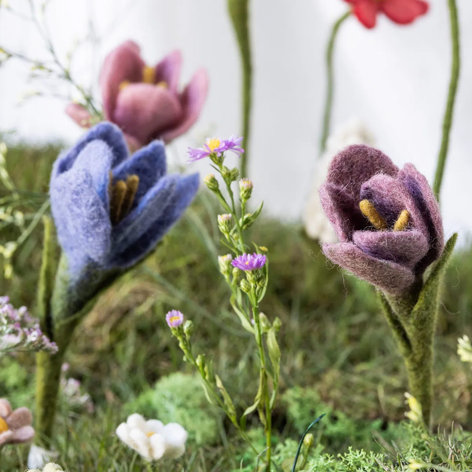Crocus de Gry & Sif