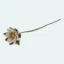 Fleur de Nénuphar de Gry & Sif