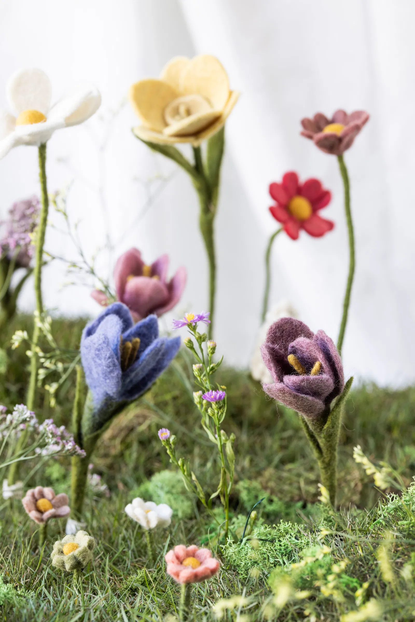 Crocus – Image 5
