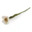 Grande jonquille - 30 cm - Blanc