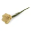 Grande jonquille - 30 cm - Jaune